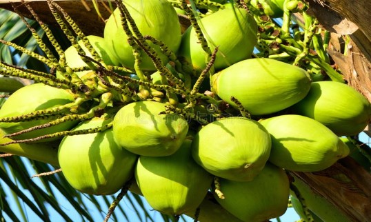 Villukattu Coconuts | Home